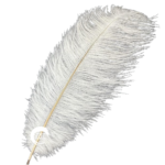 white-single-feather